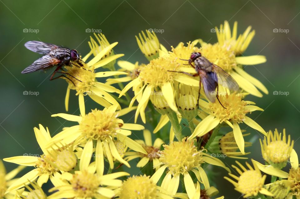 flies on the flower
