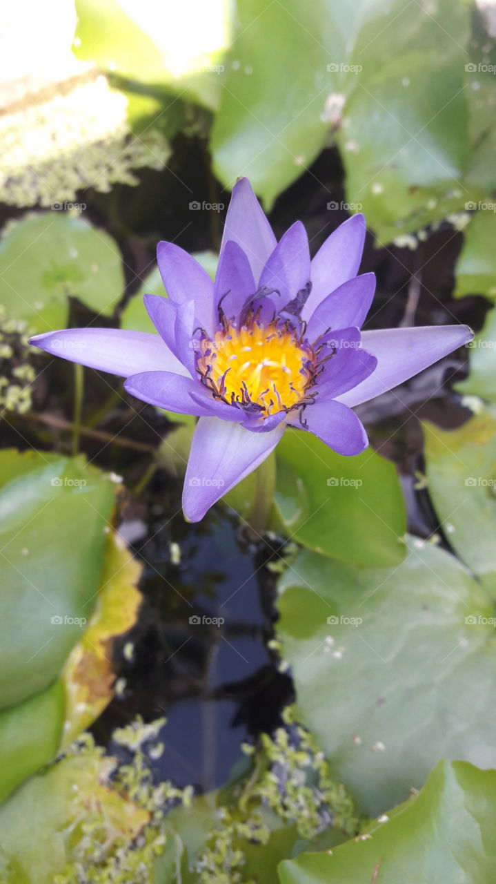 a beautiful lotus in nature