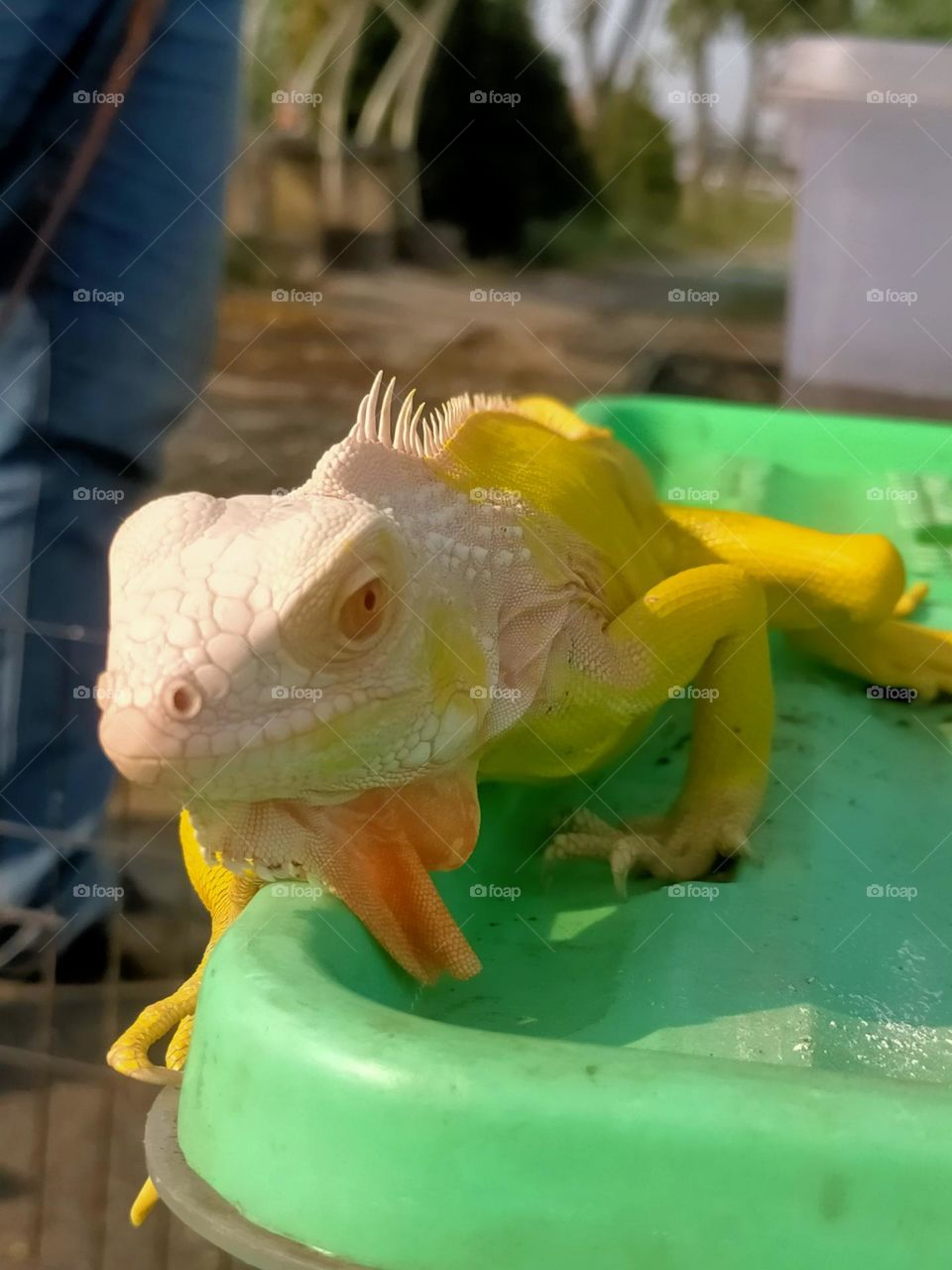 very cute yellow lizard