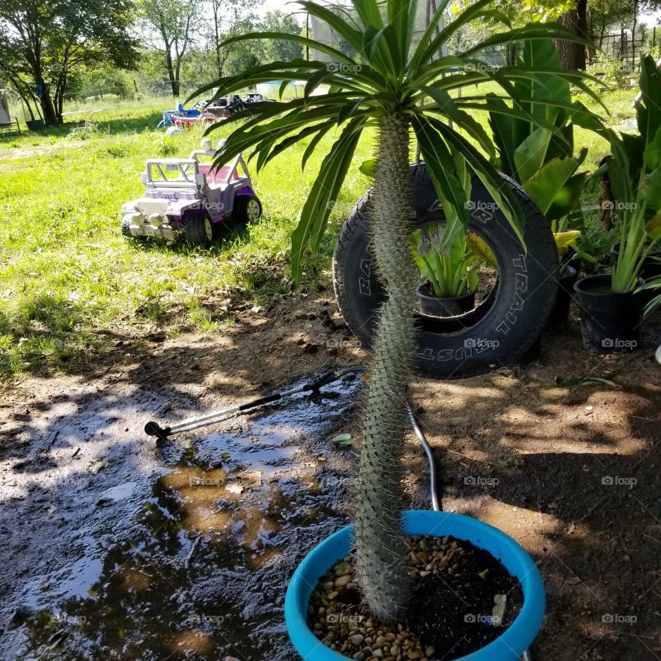 pachypodium lamerei