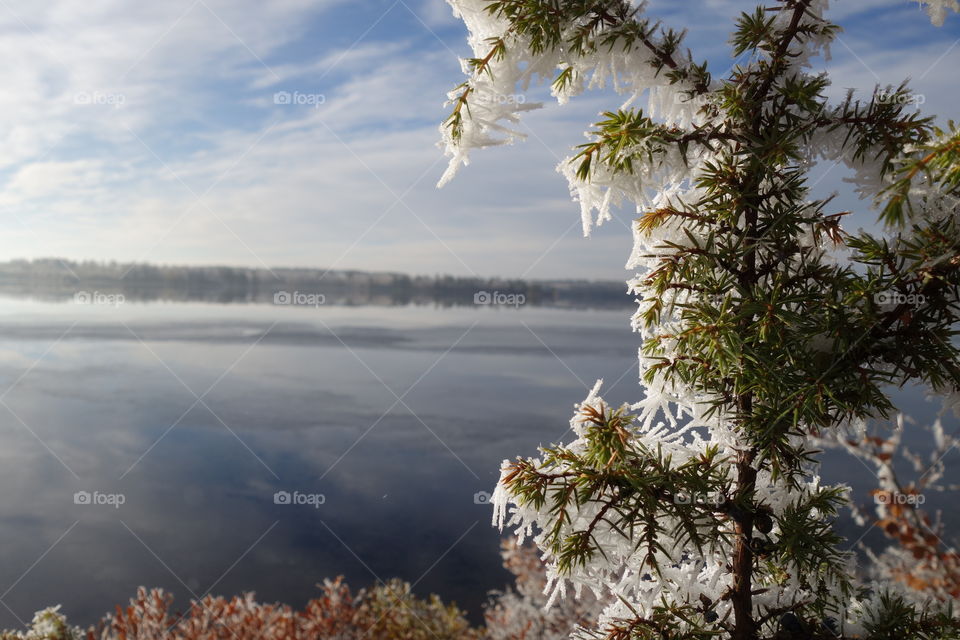 Snow covered plants in winter