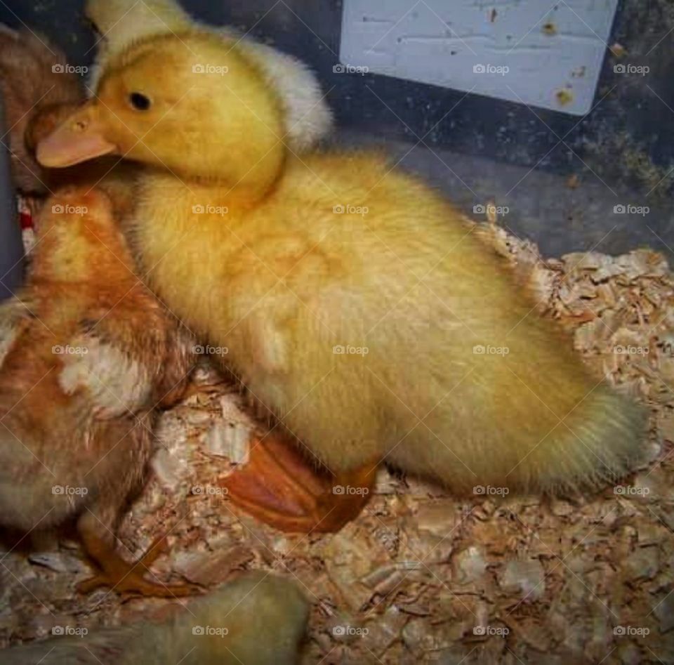 duckling