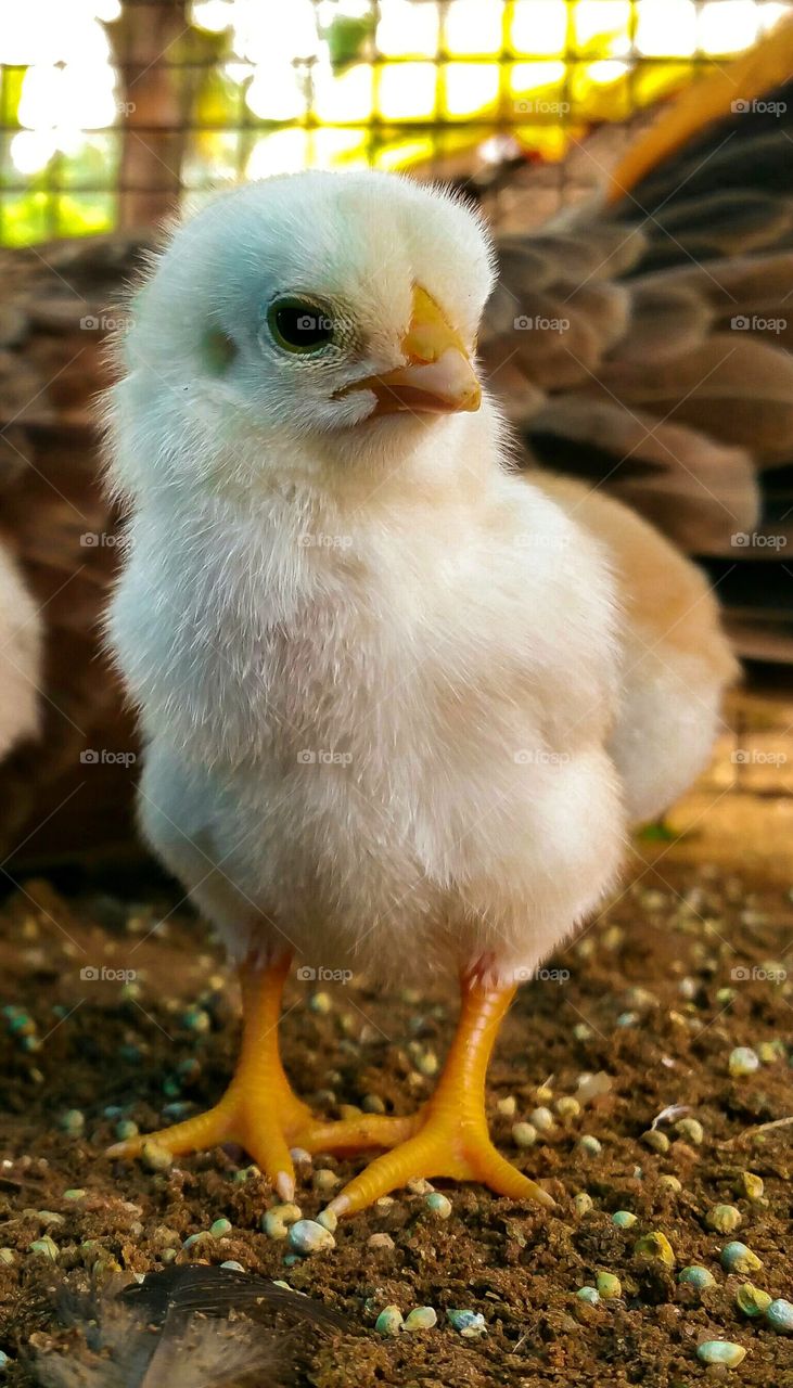 Baby chick
