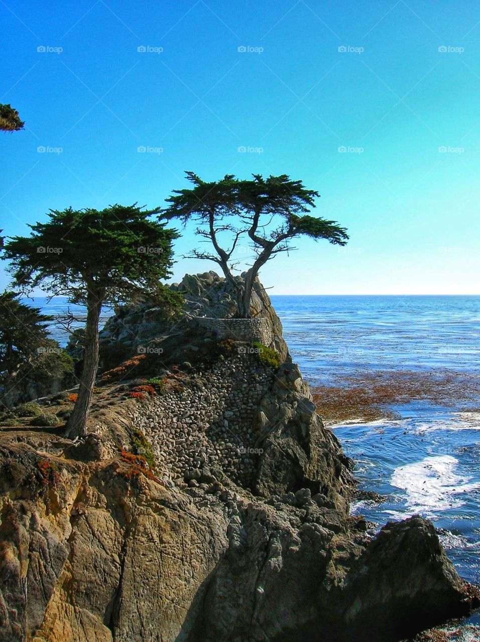 Cypress trees stand guard over the sea.