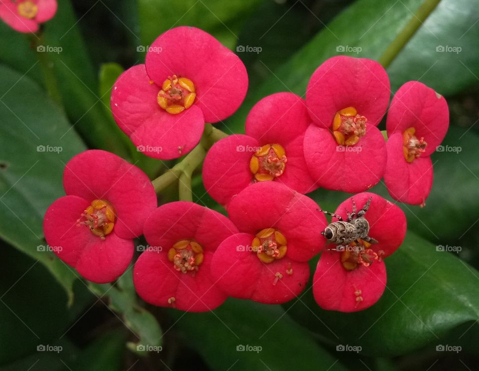 Honey spider  onflower