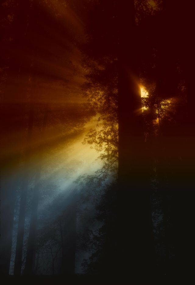 Dark Forest so Amazing Photo captured..