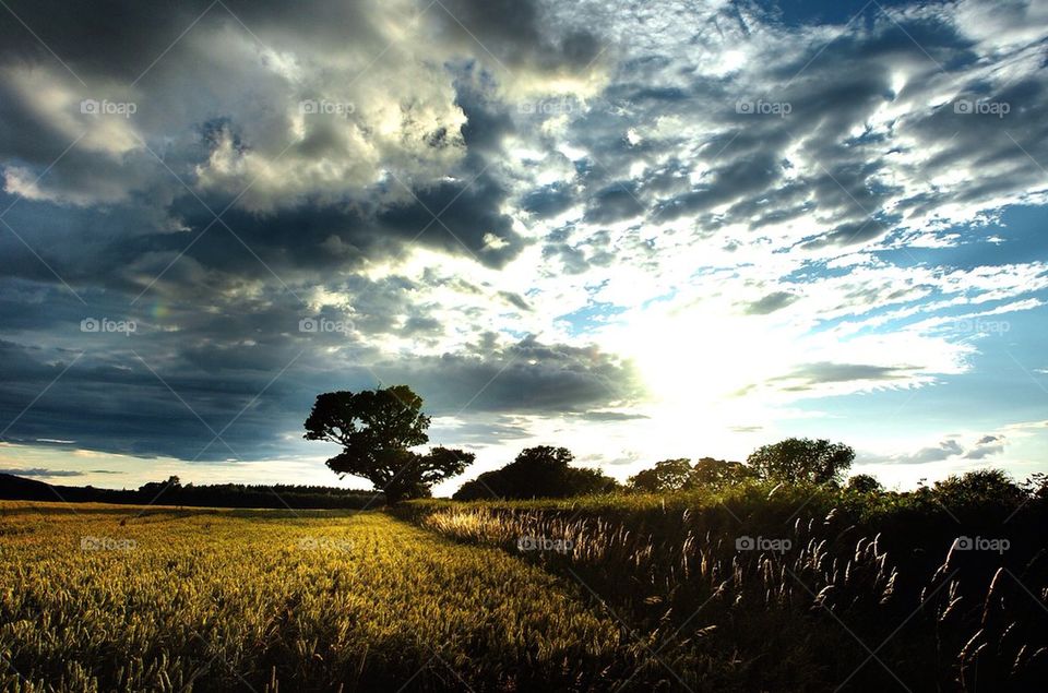 Tree under stormy sky