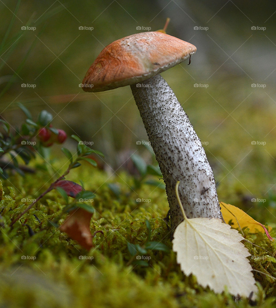 Photo of a mushroom in the forest among green trees. Mushroom close-up.