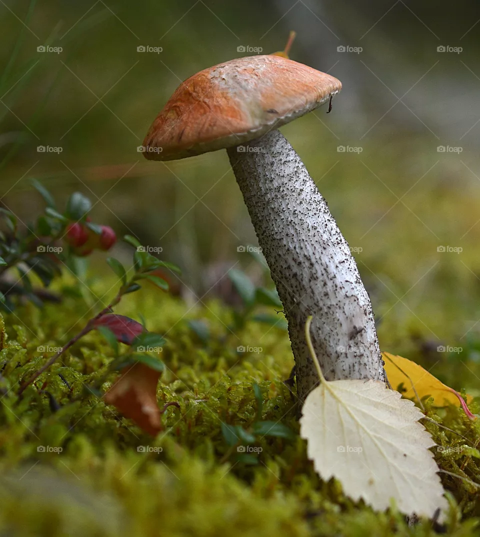 Photo of a mushroom in the forest among green trees. Mushroom close-up.