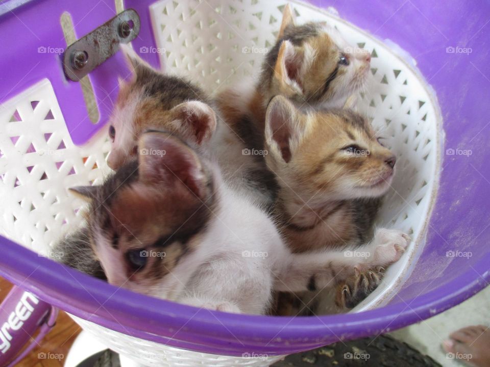 Four cute kittens are in a bicycle bask