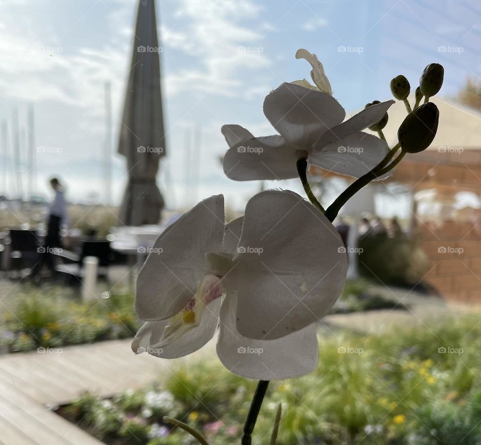 Flowers, Pully, Swizerland 