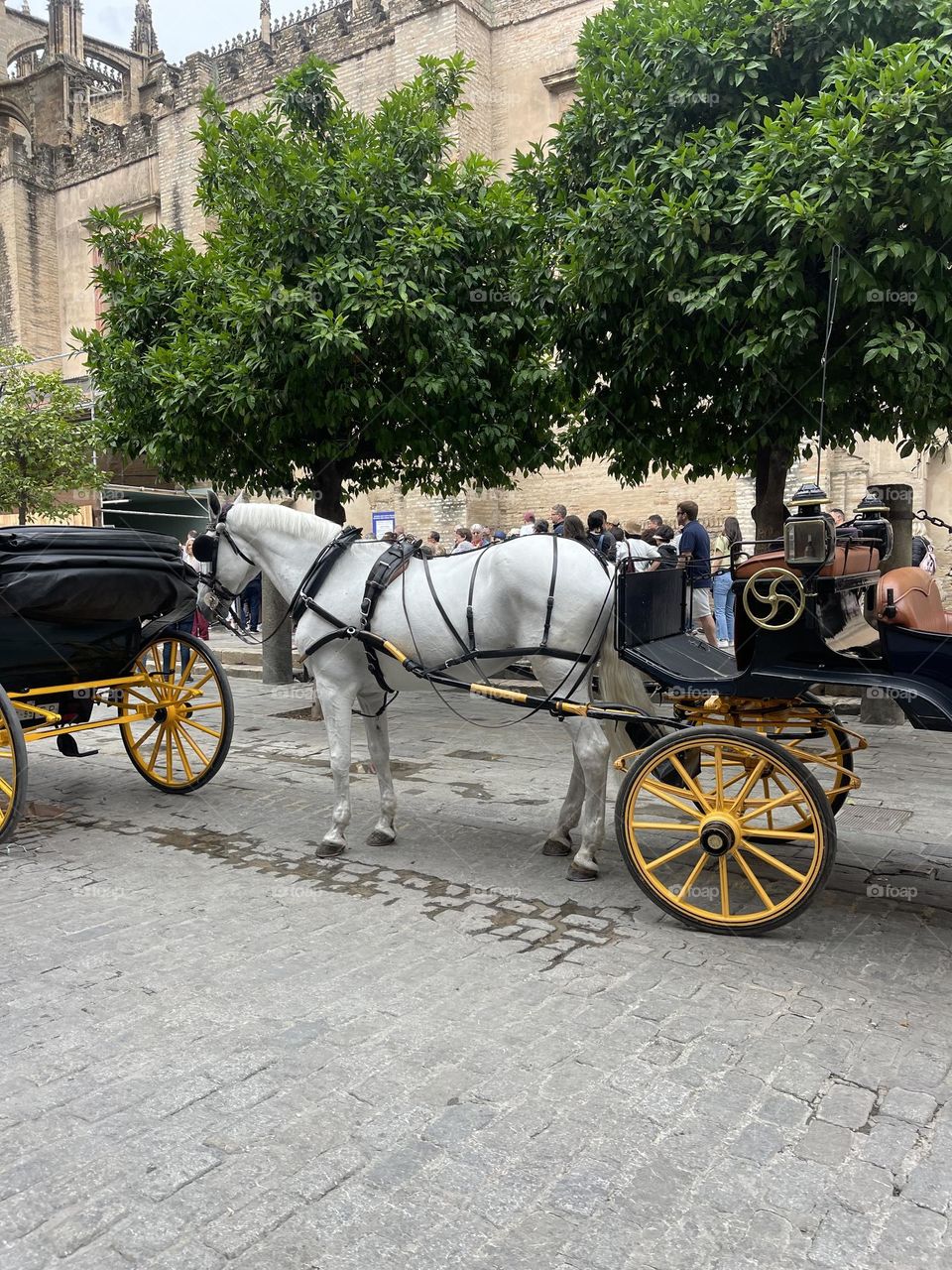 Horse and carriage in Spanish city