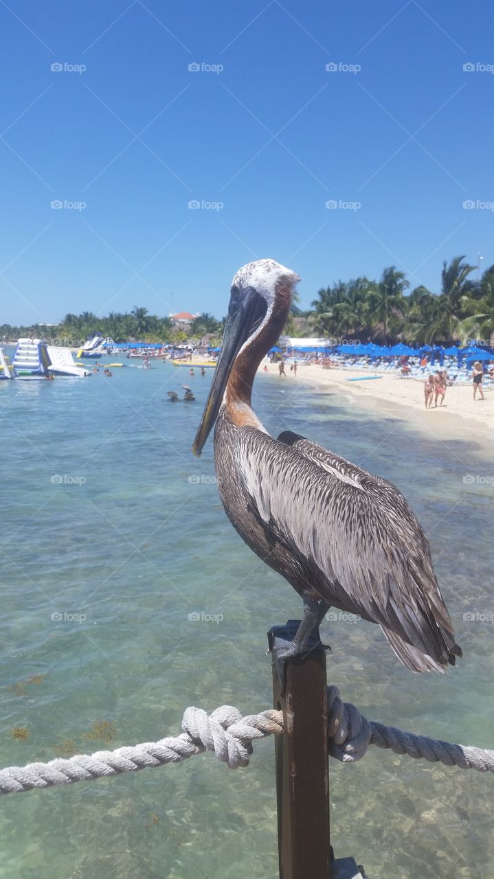 Pelican in Cozumel, Mexico.