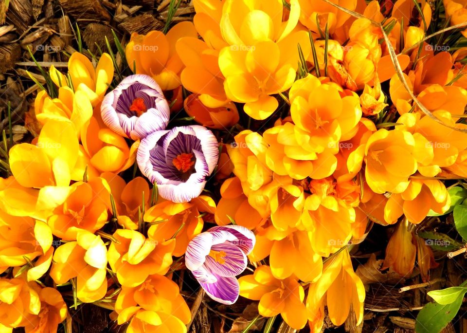 colourful crocuses