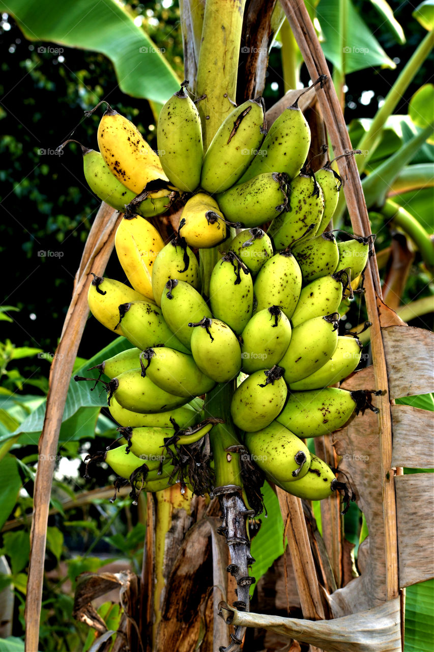 Tasty Cavendish Banana bunch is ready to harvest.