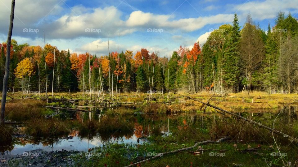 Autumn Marsh