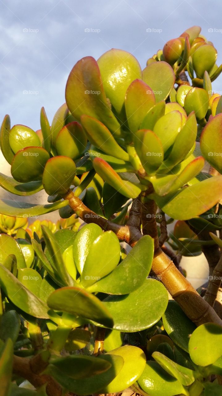 Jade Plant