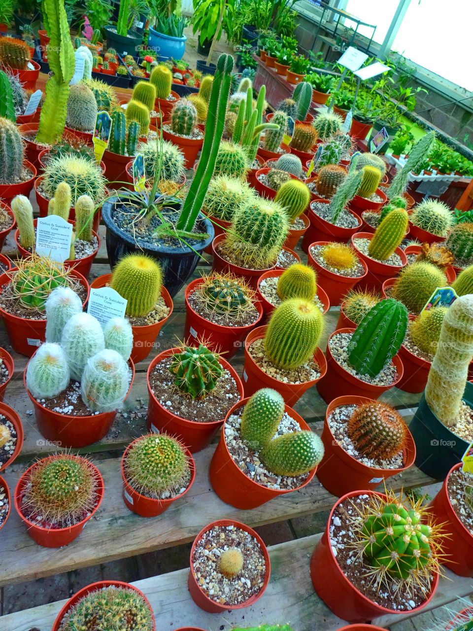 Cacti