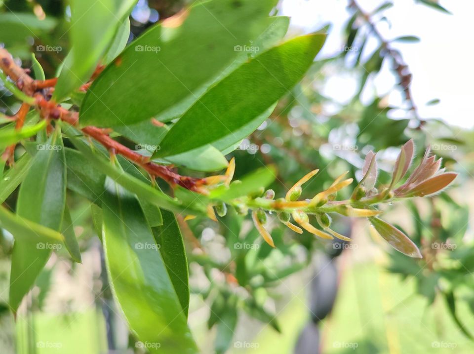 Bottle brush leaf