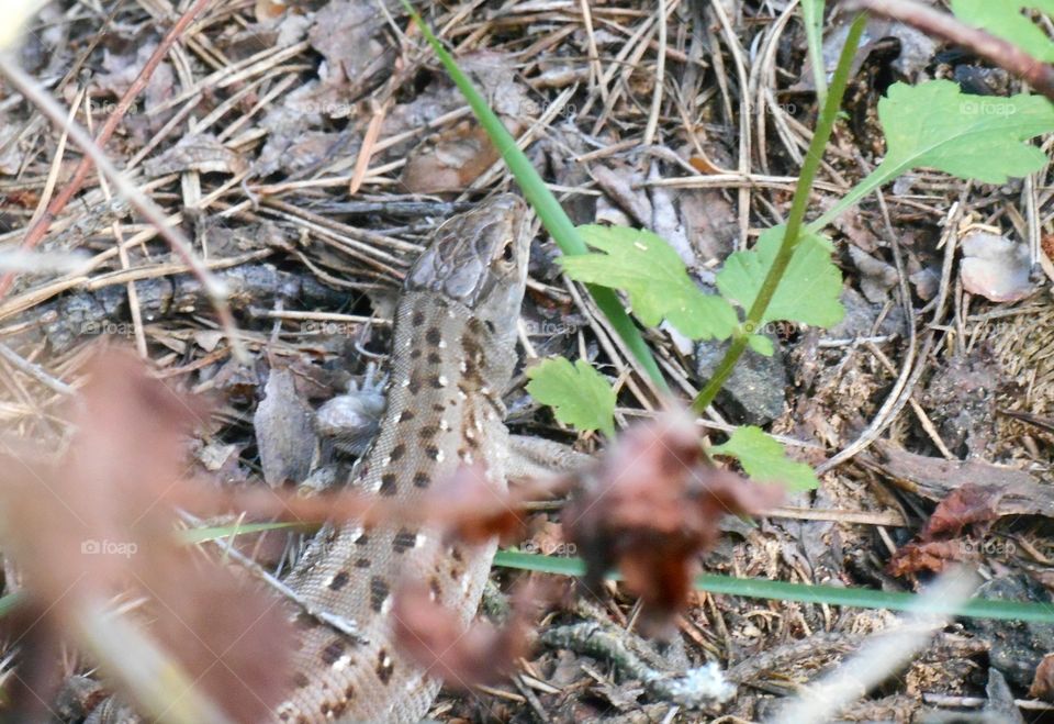 Nature, Ground, Little, Leaf, Outdoors