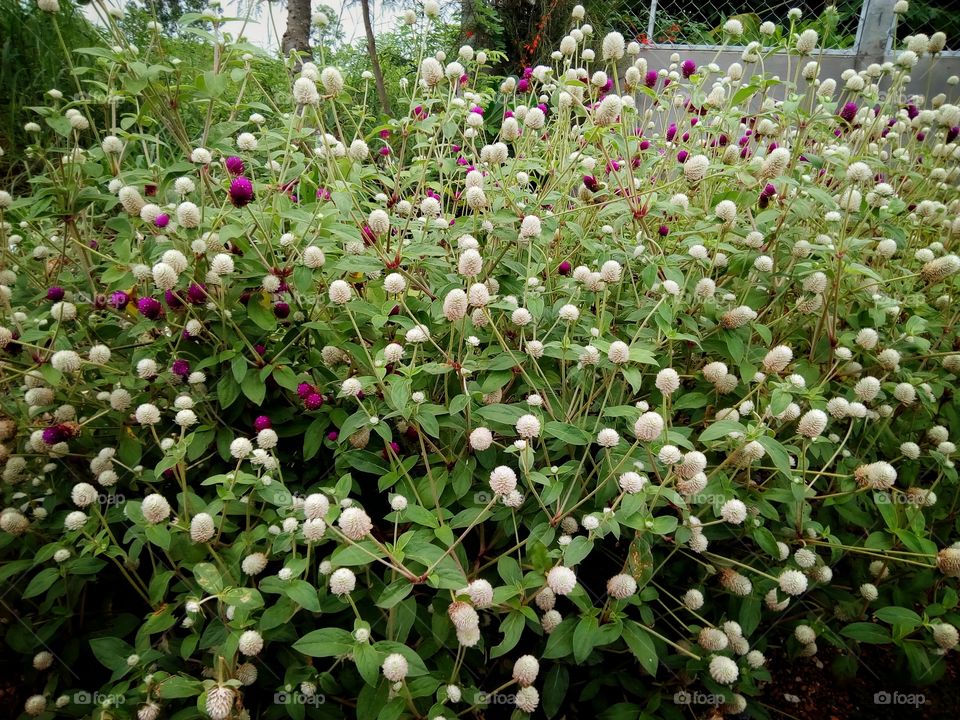 flower , Globe amaranth