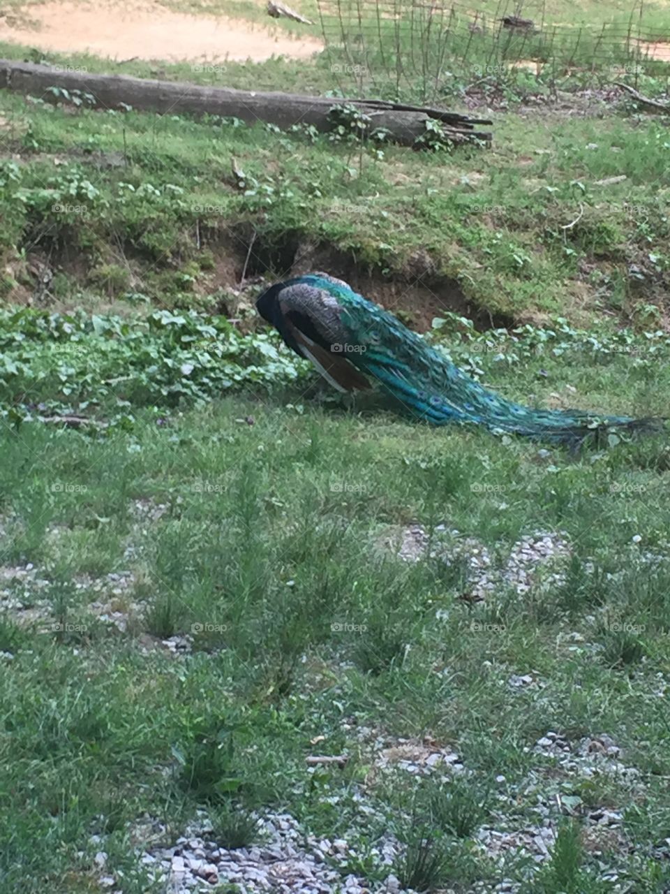 Peacock 