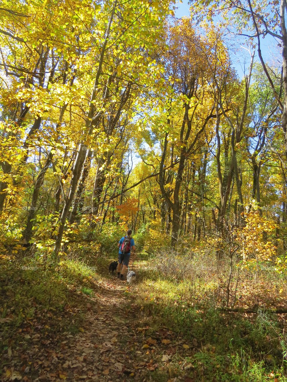 Hiking through a beautiful Autumn forest.