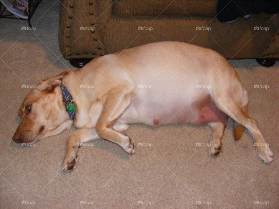 She is about to have 8 puppies.