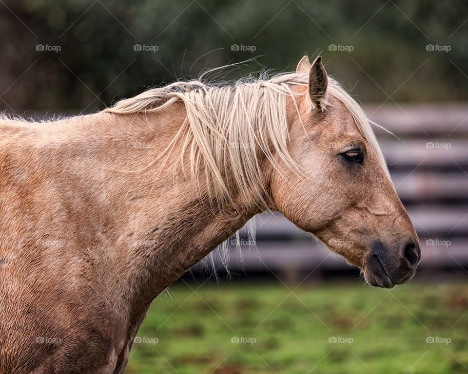 Close-up of horse head