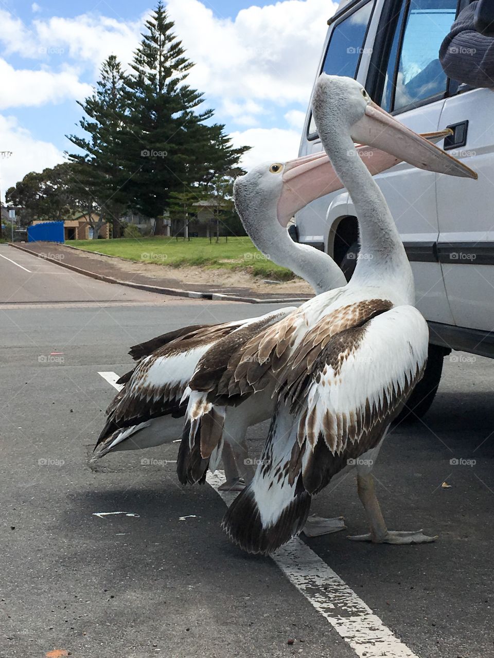 Giant Australian seagulls, just kidding, two large Pelicans begging for food handouts from people in parked vehicle at beach 