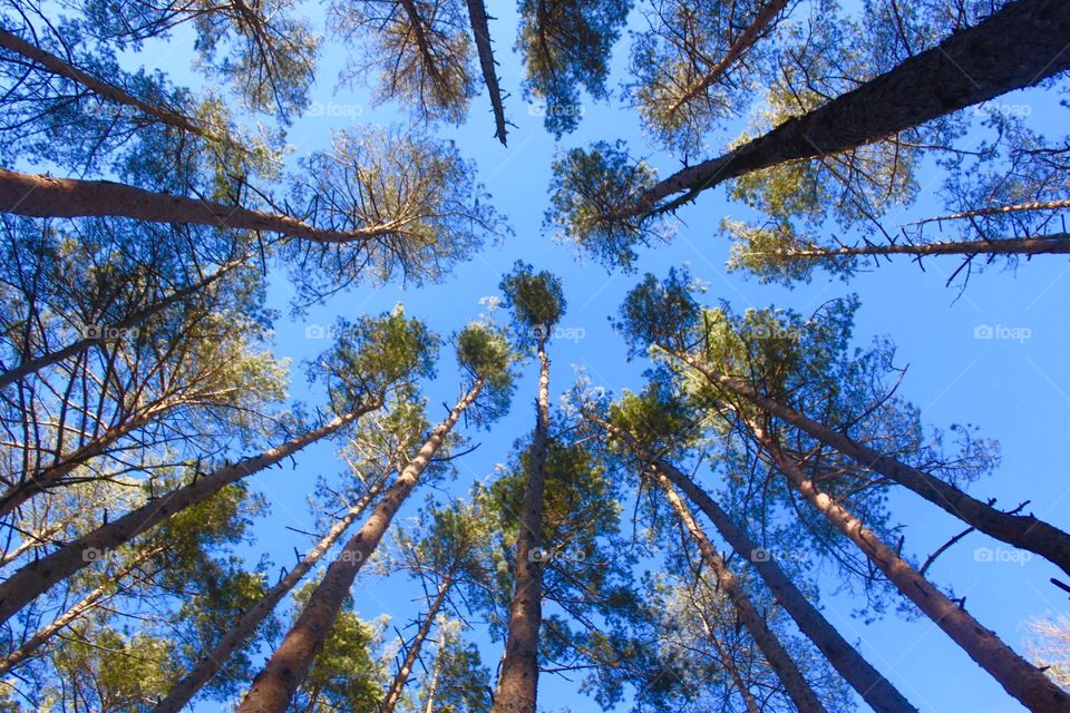 Low angle view of trees against blue sky