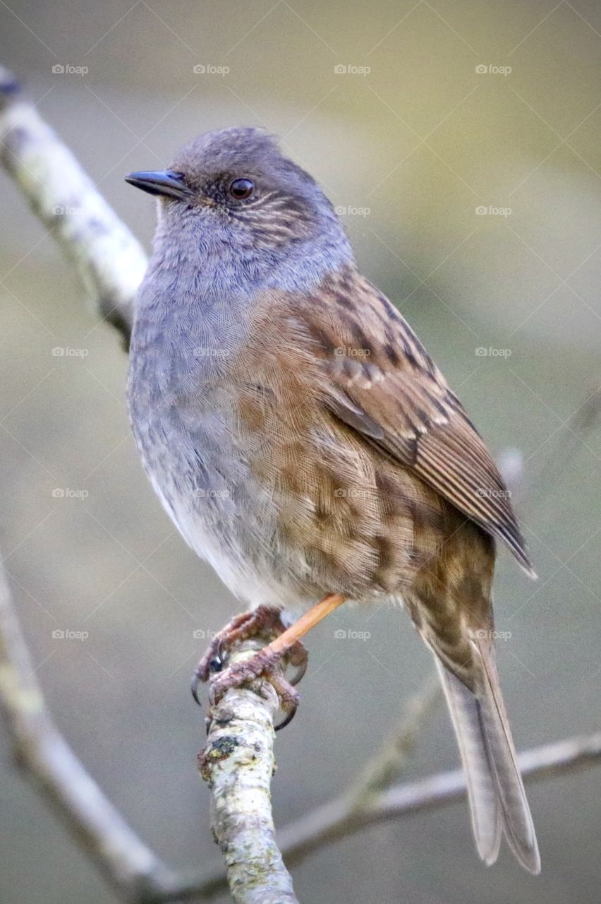 Dunnock