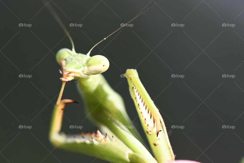 Springtime brings unexpected visitors like this praying mantis! Embrace the season and the wonders it brings! #springtimediscoveries #outdoor fun #springinsects #springsunshine #prayingmantis