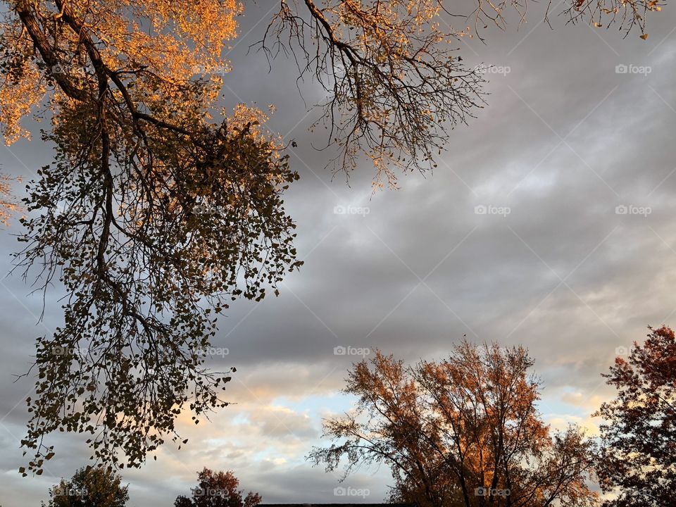 Trees and sky paints a lovely morning