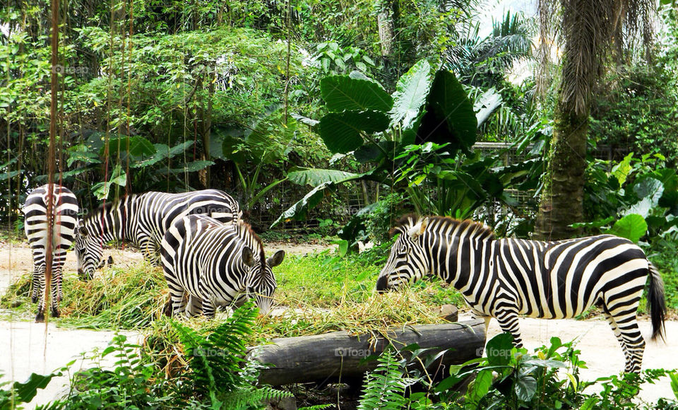 Zebras at Singapore Zoo