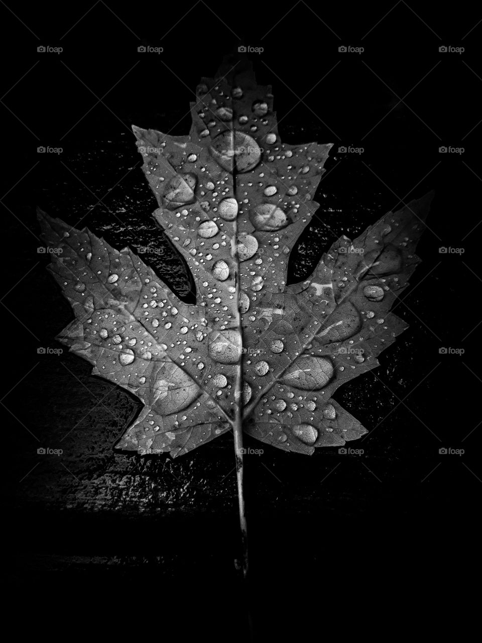 Black and white photograph of rain drops beading up on a maple leaf.