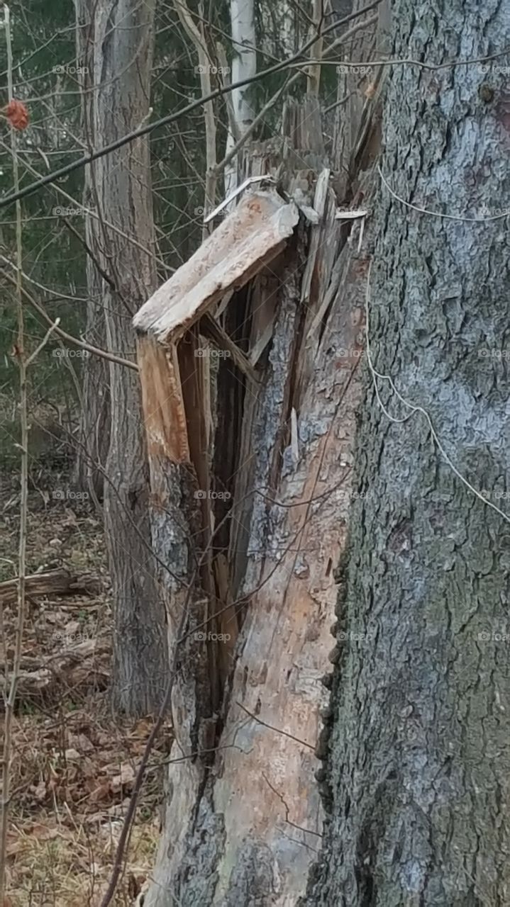 tree trunk