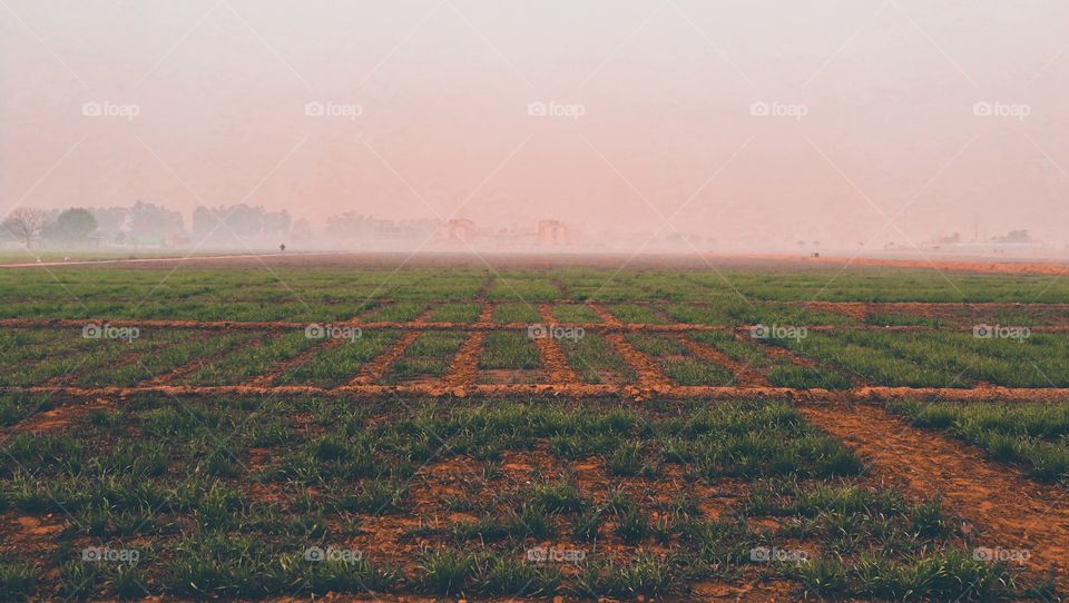 green fields