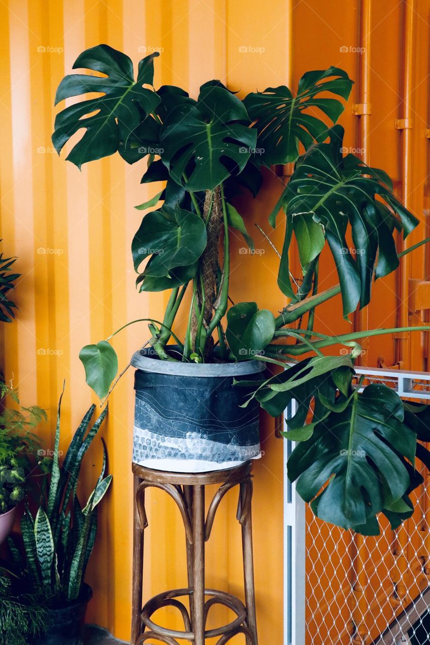Green leaves plant on orange background 