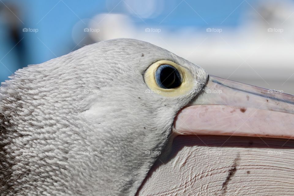 Pelican detail, zoom
Closeup of pelican profile headshot outdoors at marina as the fishermen come in with their catches 