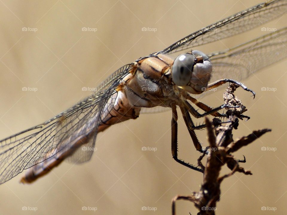 Dragonfly 