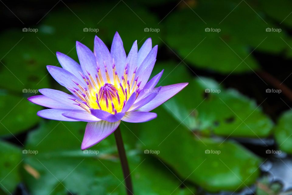 Egyptian lotus