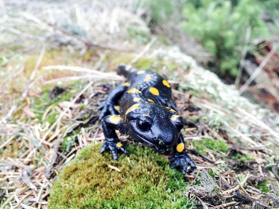 Spotted salamander on the grass