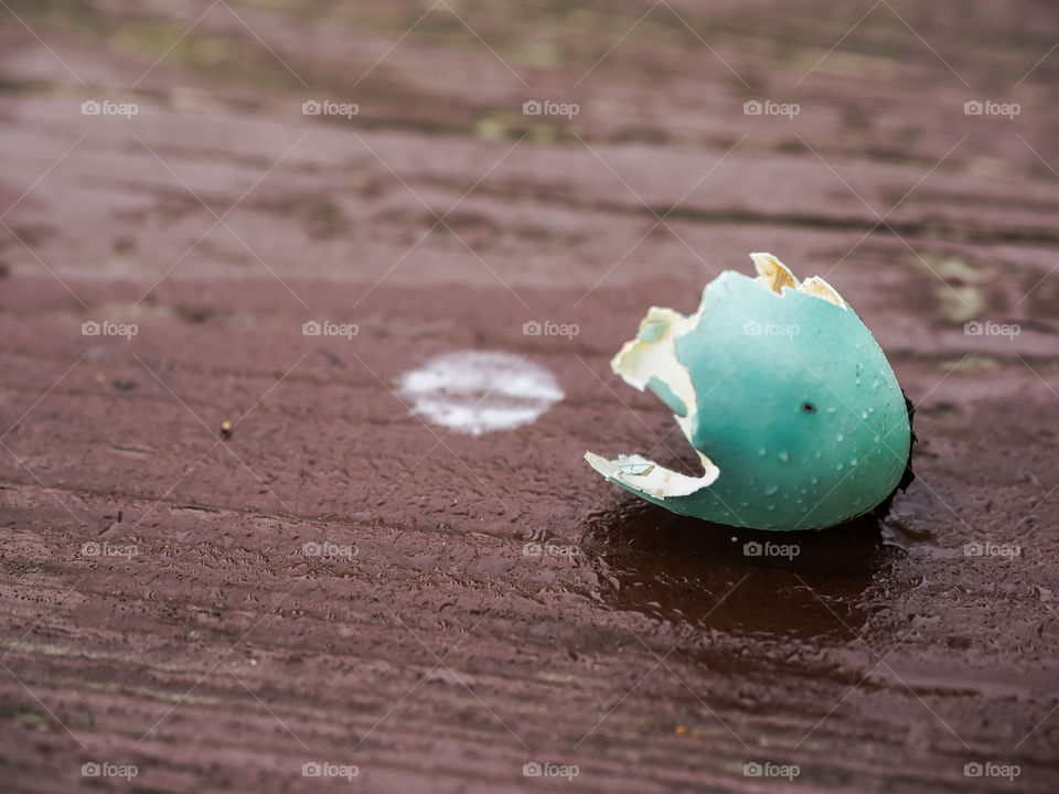 Broken robin's egg