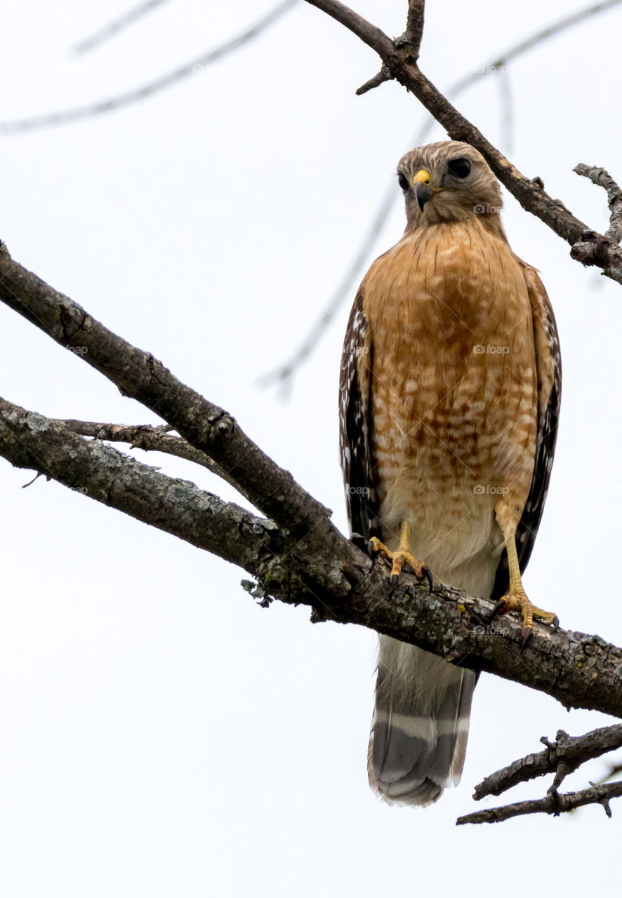 Hawk Head Tilt