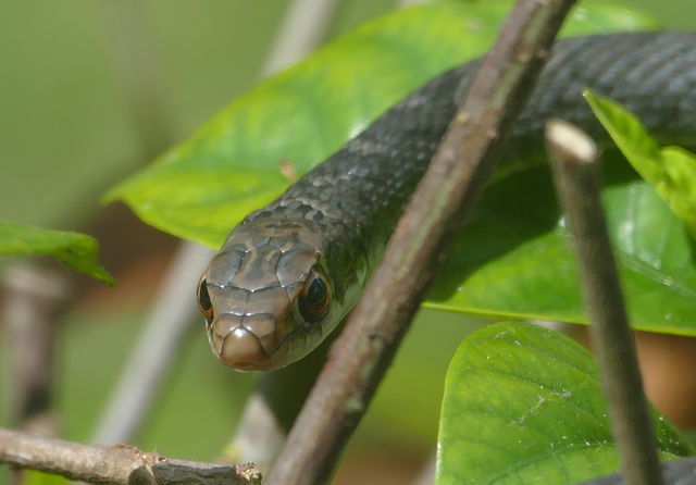 Closeup of garden snake sunning on a bush looking straight at camera