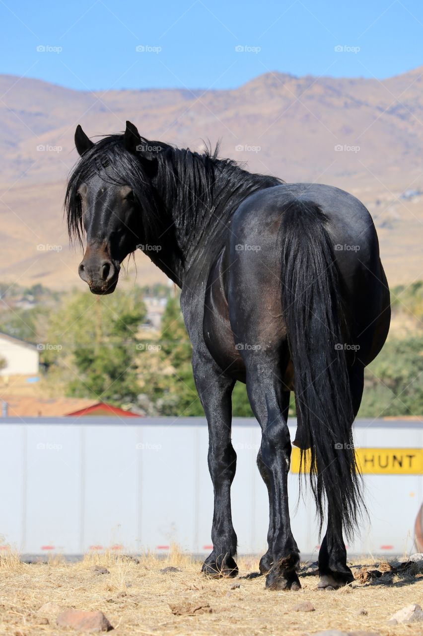 Wild American mustang black stallion looking back at camera, full body shot against the Sierra Nevada desert mountains 