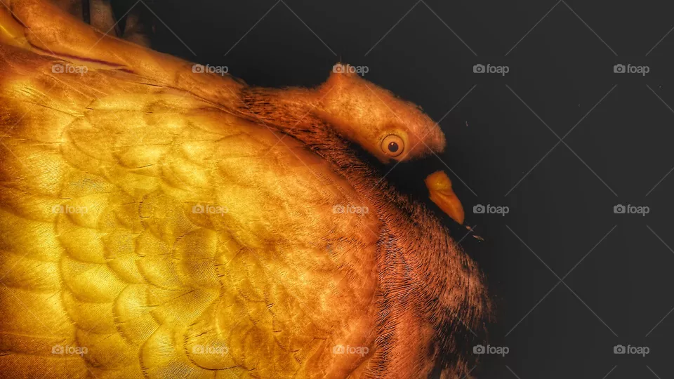 Gold Pigeon Bird Beautiful Close Photo