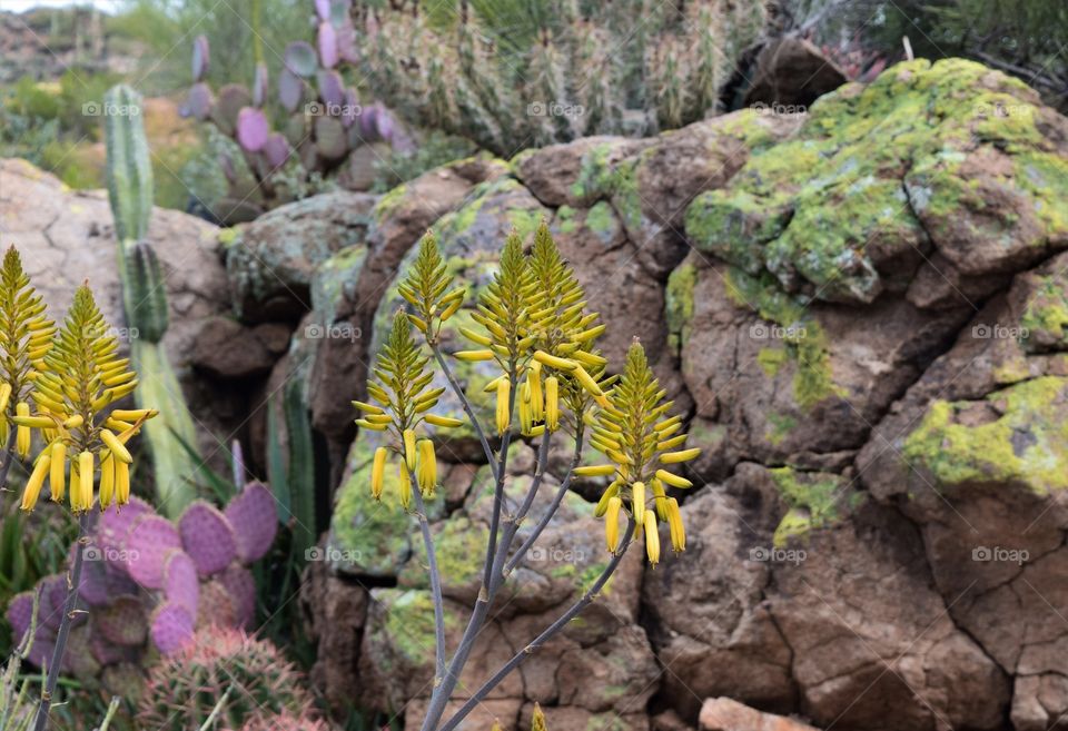 The Arizona desert is alive with vibrant colors and many forms of succulents and other interesting flora