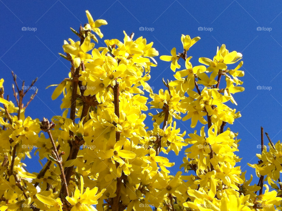 sky spring yellow forsythia by pinkmink